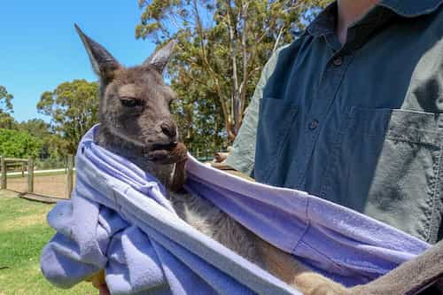 Can you feed and pat kangaroos at Featherdale Wildlife Park Sydney?