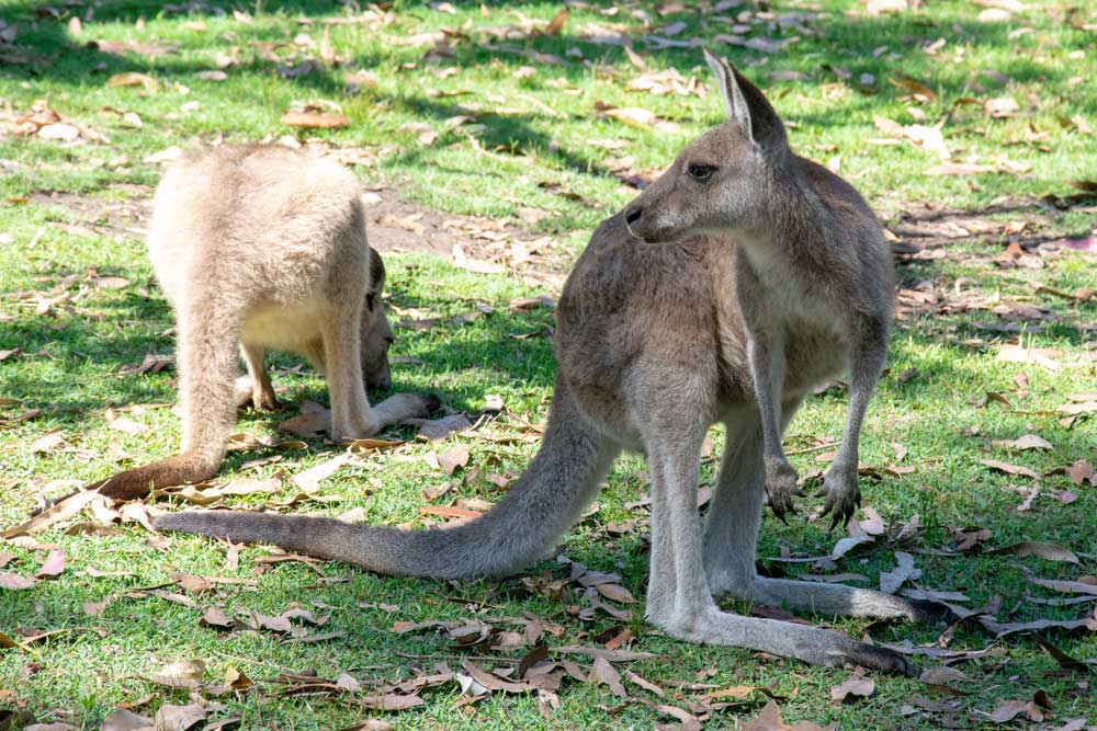 My 10 Favorite Places to See Wild Kangaroos Near Sydney Lucky Kangaroos