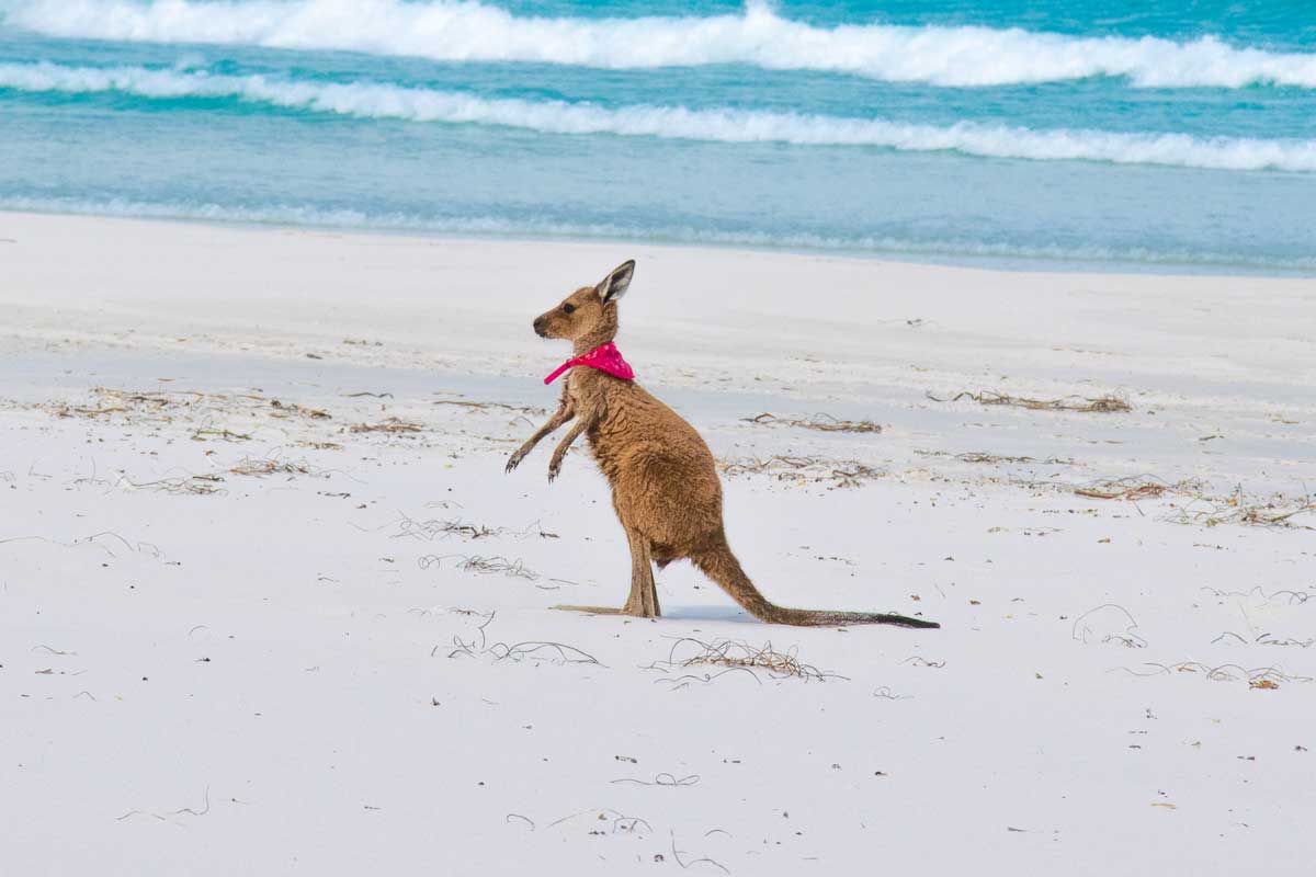 How Do Kangaroos Mate? Lucky Kangaroos