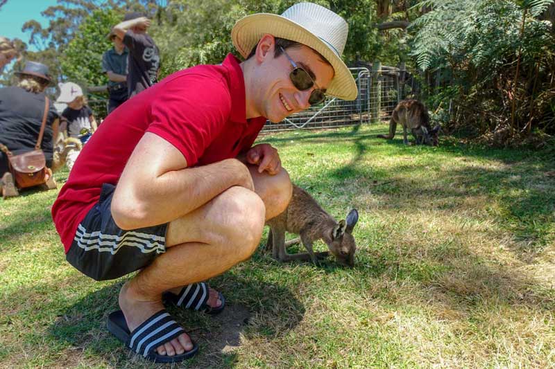 Can You Feed And Pet Kangaroos at Taronga Zoo? (Solved) Lucky Kangaroos