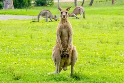 A majestic male eastern grey kangaroo standing tall in Murramarang National Park.