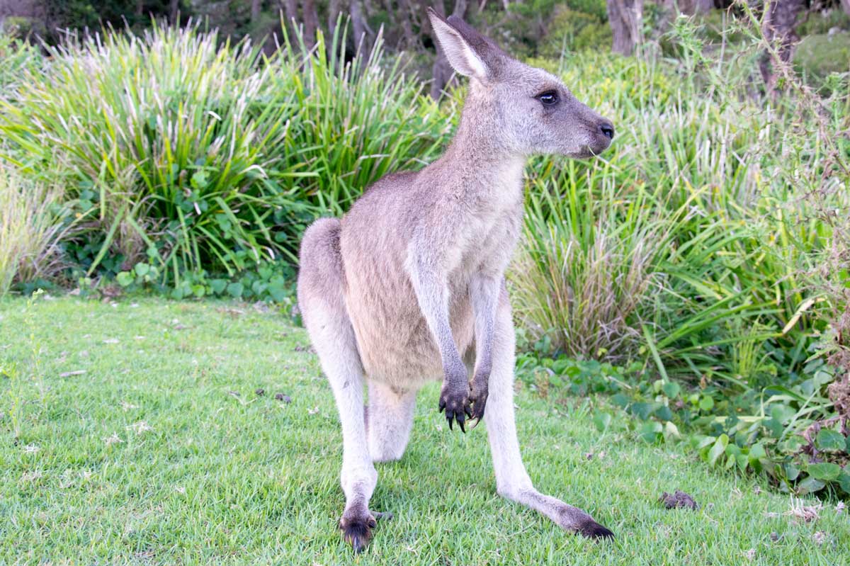 8 Facts About Kangaroo Pouches You Probably Didn't Know Lucky Kangaroos